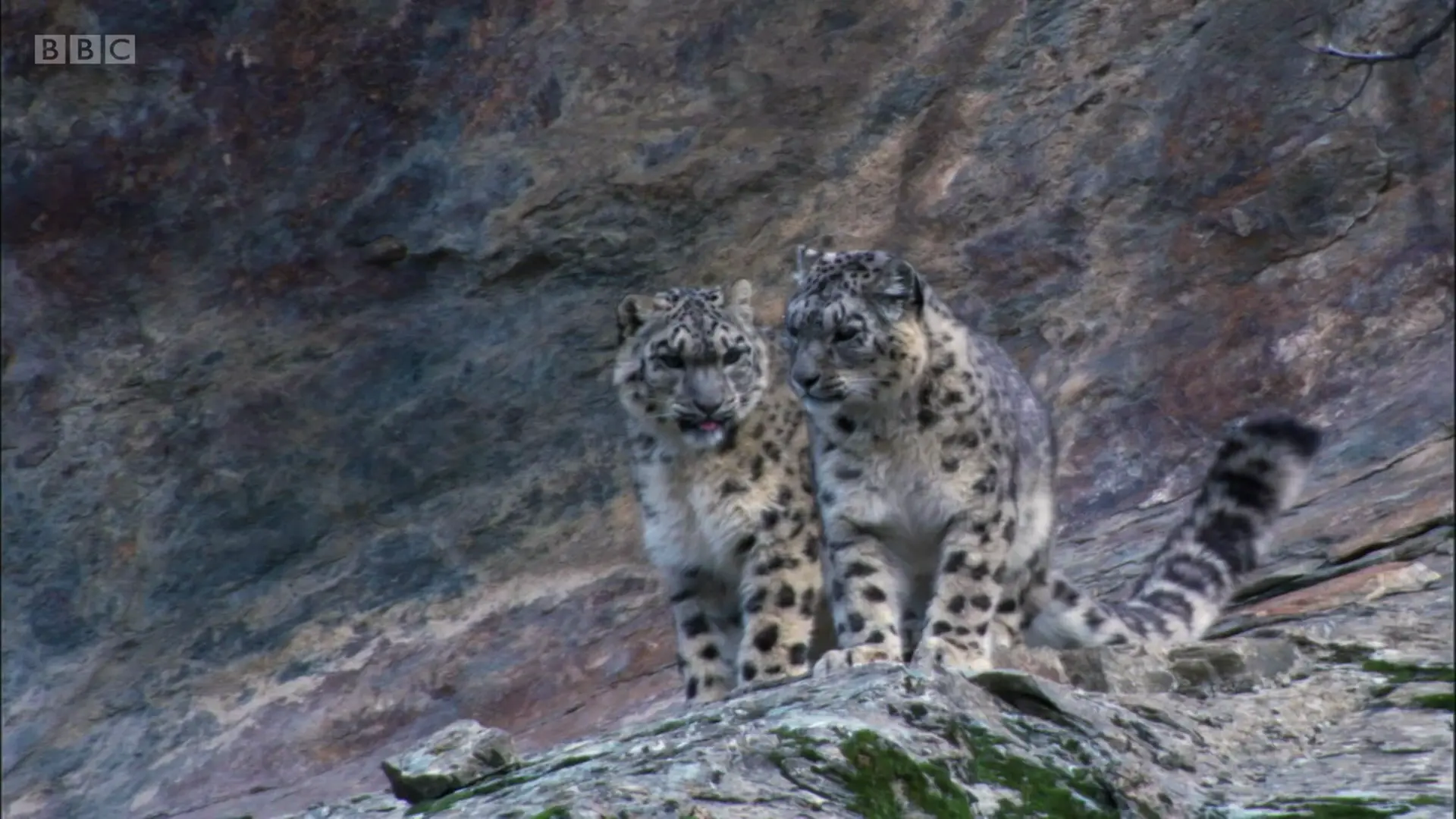 Snow leopard (Panthera uncia) as shown in Planet Earth - Mountains